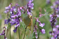 Colias aurorina