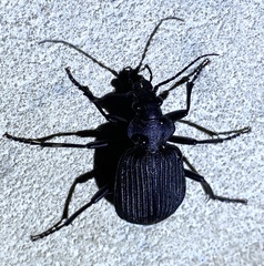 Calosoma planicolle