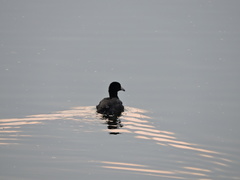 Fulica americana