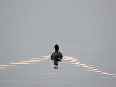 Fulica americana