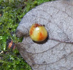Euura pedunculi