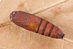 Diloba caeruleocephala