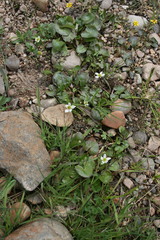 Caltha natans