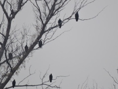Cathartes aura