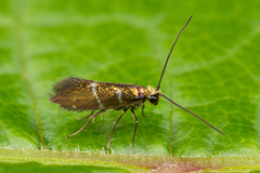 Micropterix aruncella