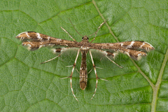 Oxyptilus parvidactyla