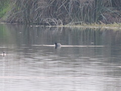 Fulica americana