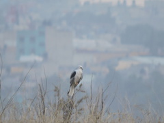 Elanus leucurus