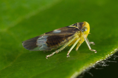 Populicerus