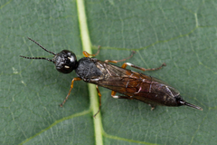 Xiphydria prolongata