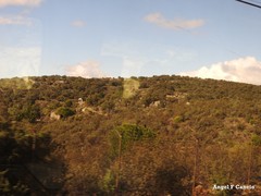 Quercus rotundifolia