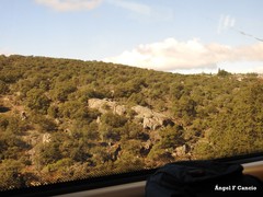 Quercus rotundifolia