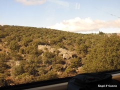 Quercus rotundifolia