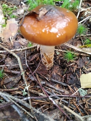 Cortinarius