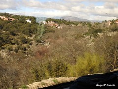 Fraxinus angustifolia