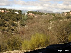 Quercus rotundifolia