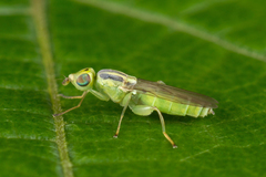 Meromyza pratorum