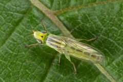 Meromyza pratorum