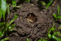Leptodactylus bufonius