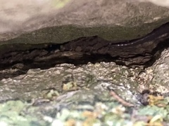 Plethodon jacksoni
