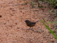 Sporophila nigricollis