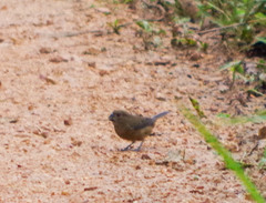 Sporophila nigricollis