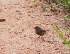 Sporophila nigricollis