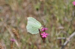 Gonepteryx