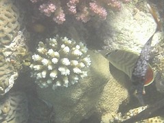 Chaetodon paucifasciatus