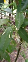 Tarenna sechellensis