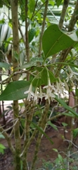 Tarenna sechellensis