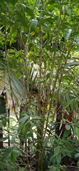 Tarenna sechellensis