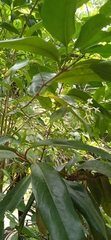 Tarenna sechellensis