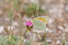 Colias aurorina