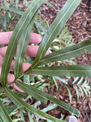 Pteris cretica