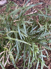 Pteris cretica