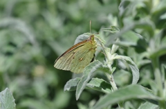 Colias aurorina