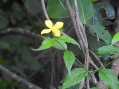 Haplophyton cimicidum
