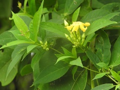 Mandevilla subsagittata