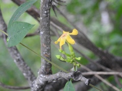 Mandevilla subsagittata