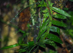 Epidendreae