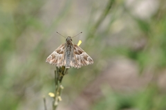 Muschampia orientalis