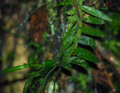 Epidendreae