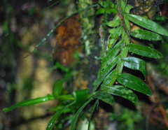 Epidendreae