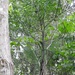 Chamaedorea glaucifolia - Photo 由 Neptalí Ramírez Marcial 所上傳的 (c) Neptalí Ramírez Marcial，保留部份權利CC BY