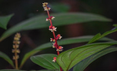 Miconia nervosa