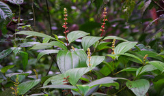 Miconia nervosa
