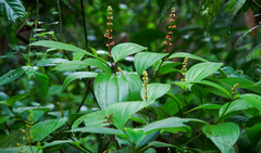 Miconia nervosa