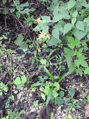 Echeandia breedlovei