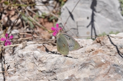 Colias aurorina
